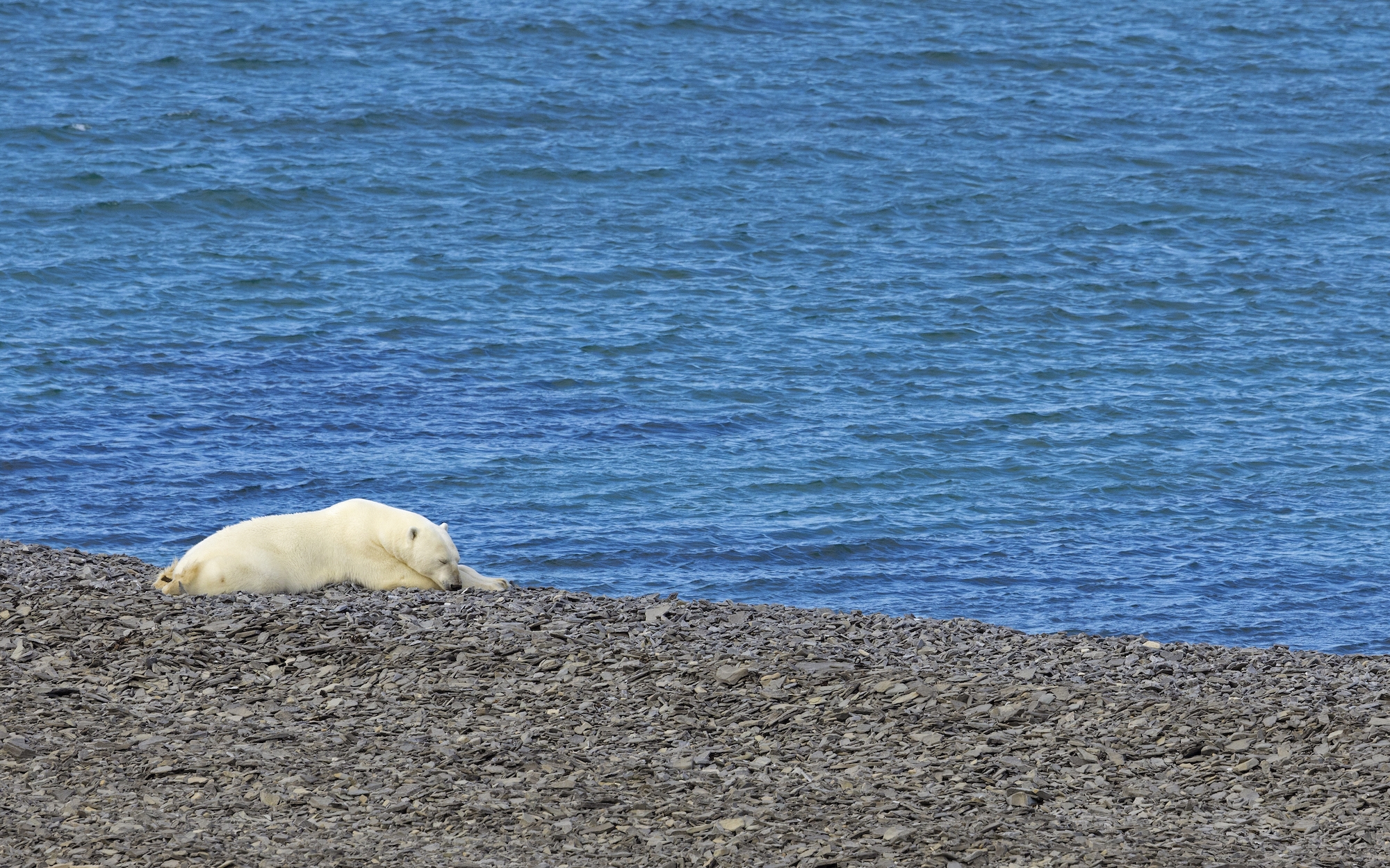 Polar bear near Arctic Watch
