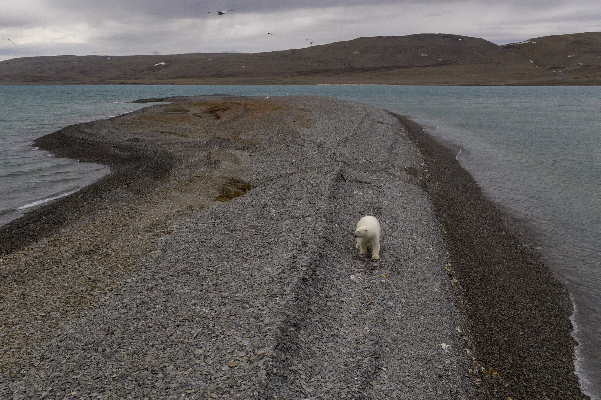 Polar bear on tern island in Cunningham Inlet