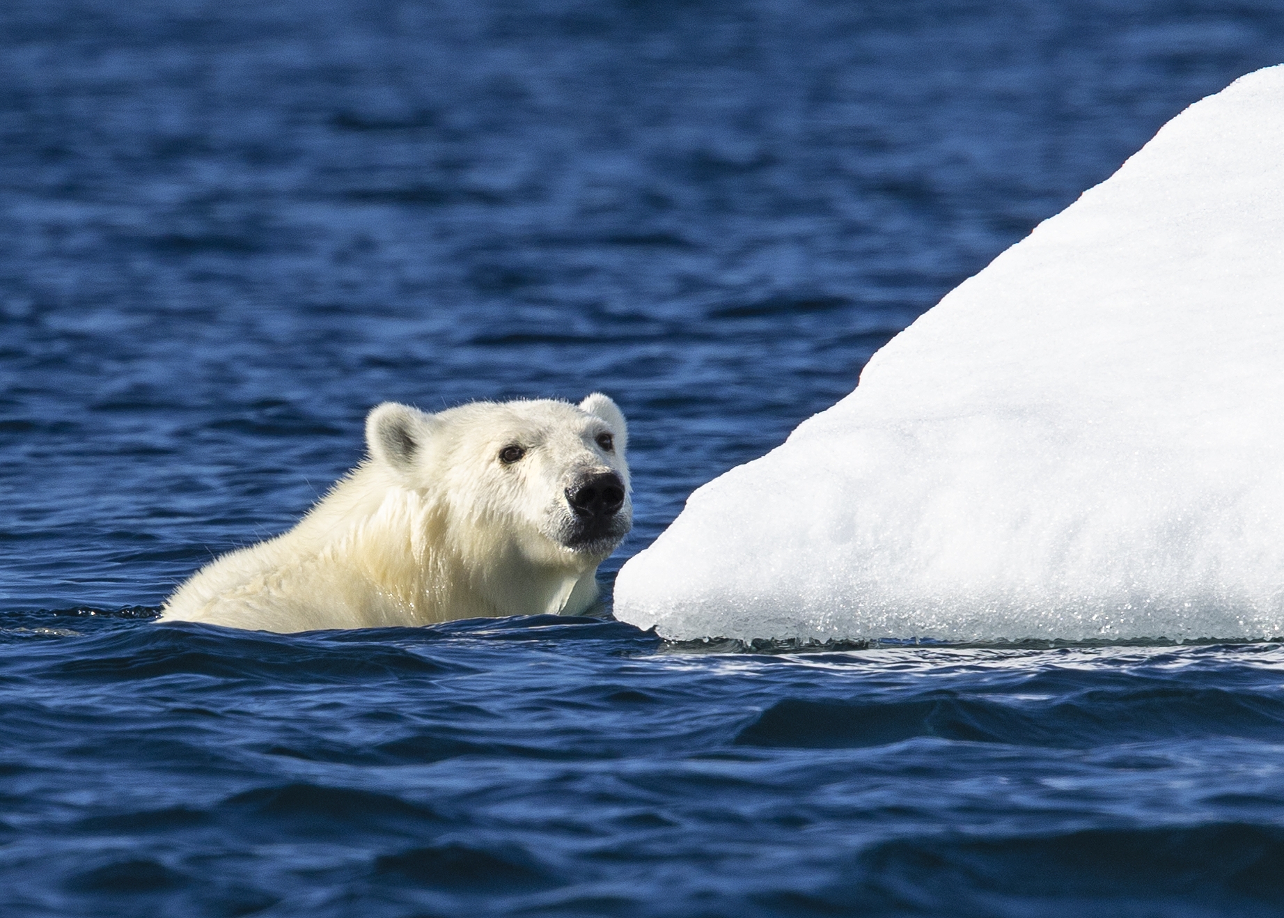 A polar bear swimming between ice floes in the summer near Arctic Watch