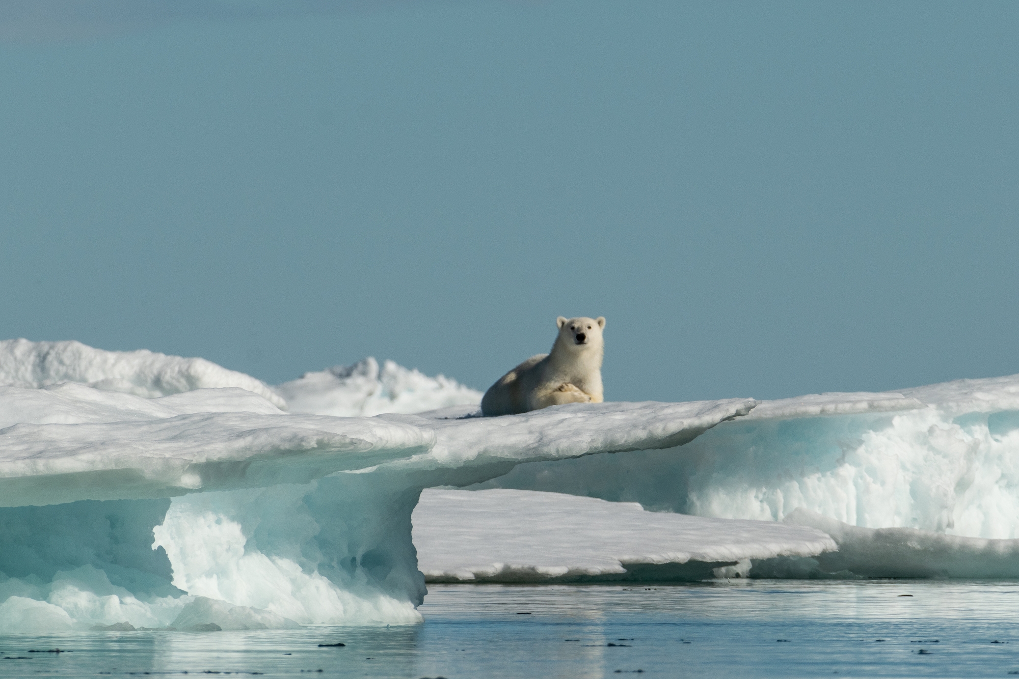 Polar bear on the Northwest Passage near Arctic Watch