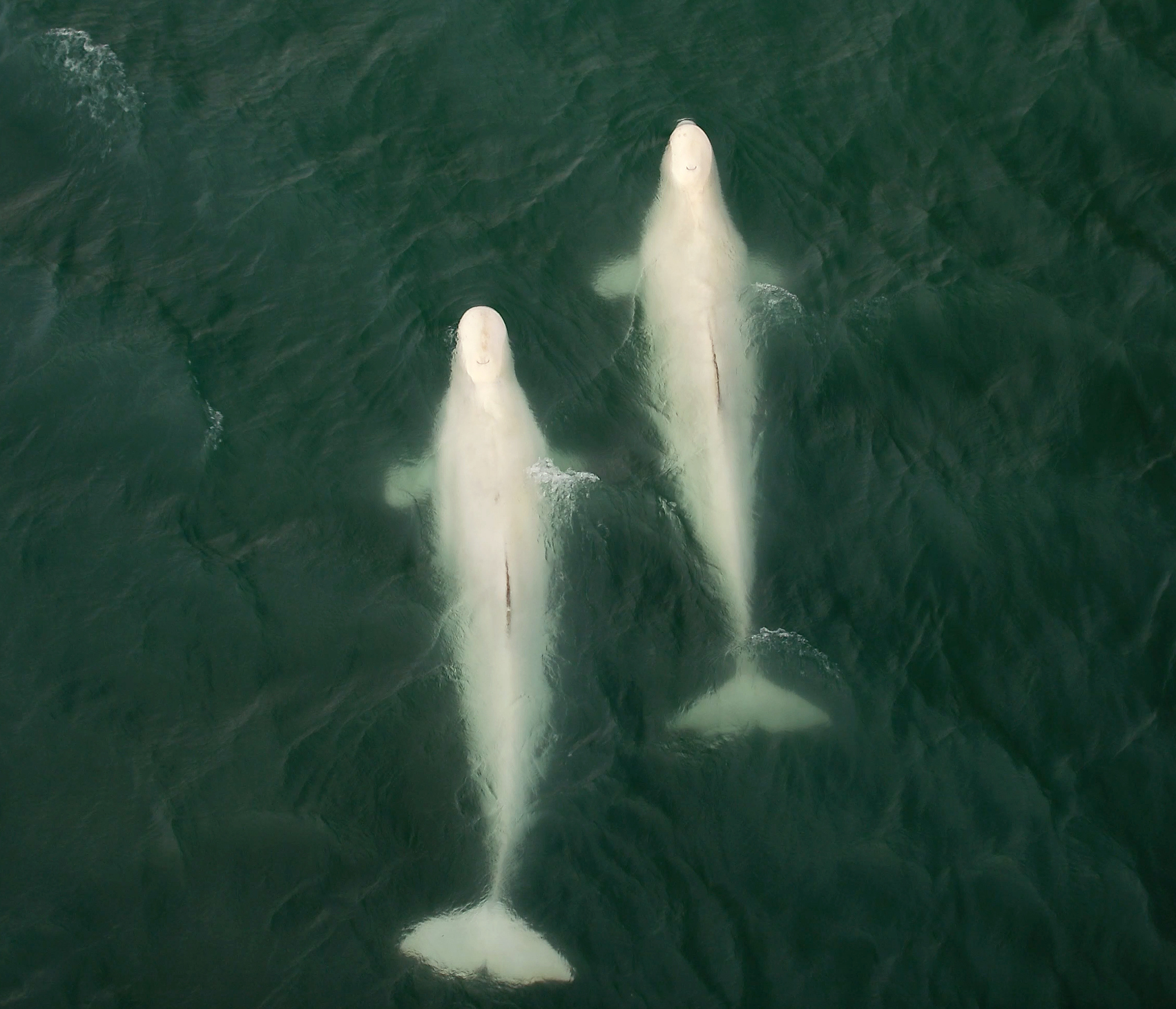 Two large beluga whales 