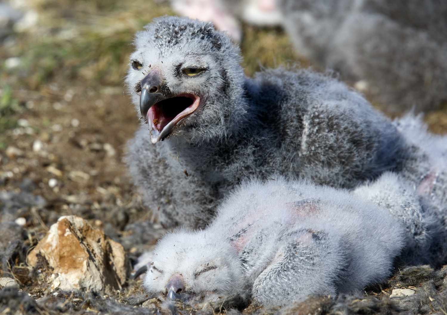 Snow owl chicks near Arctic Watch