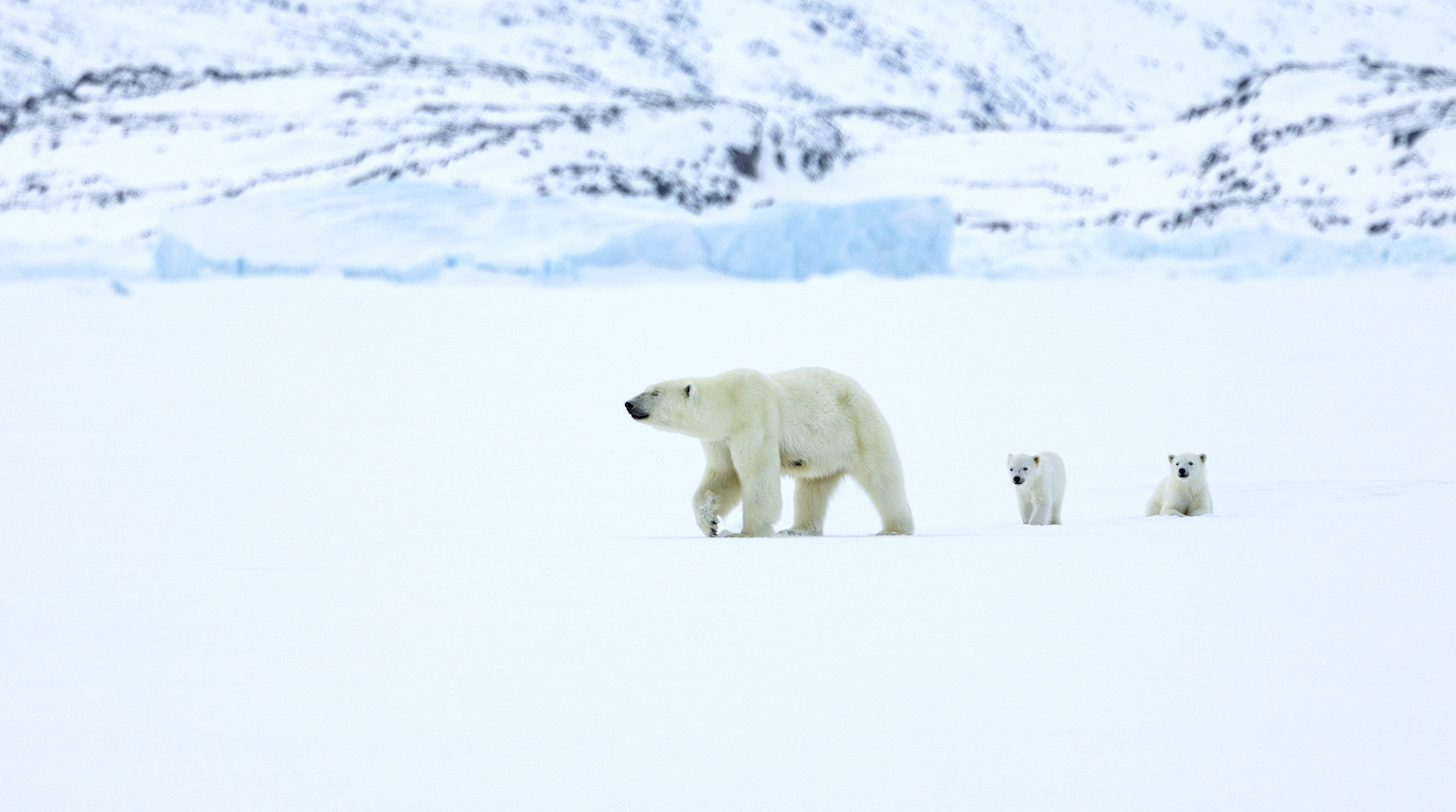 A beautiful polar bear and newborn cubs on Ellesmere