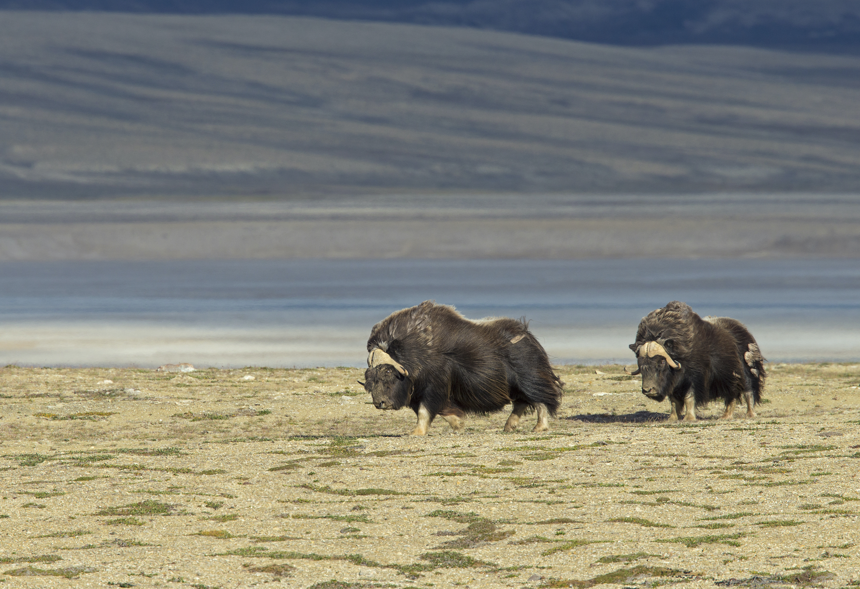 Two bull muskox on the tundra