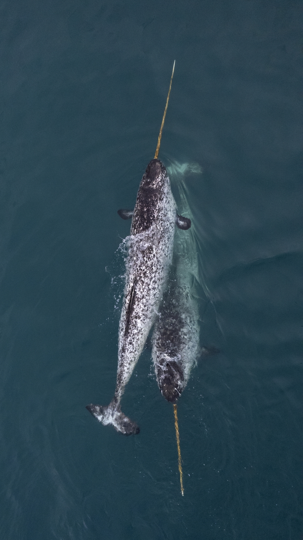 Narwhal swimming near Arctic Watch