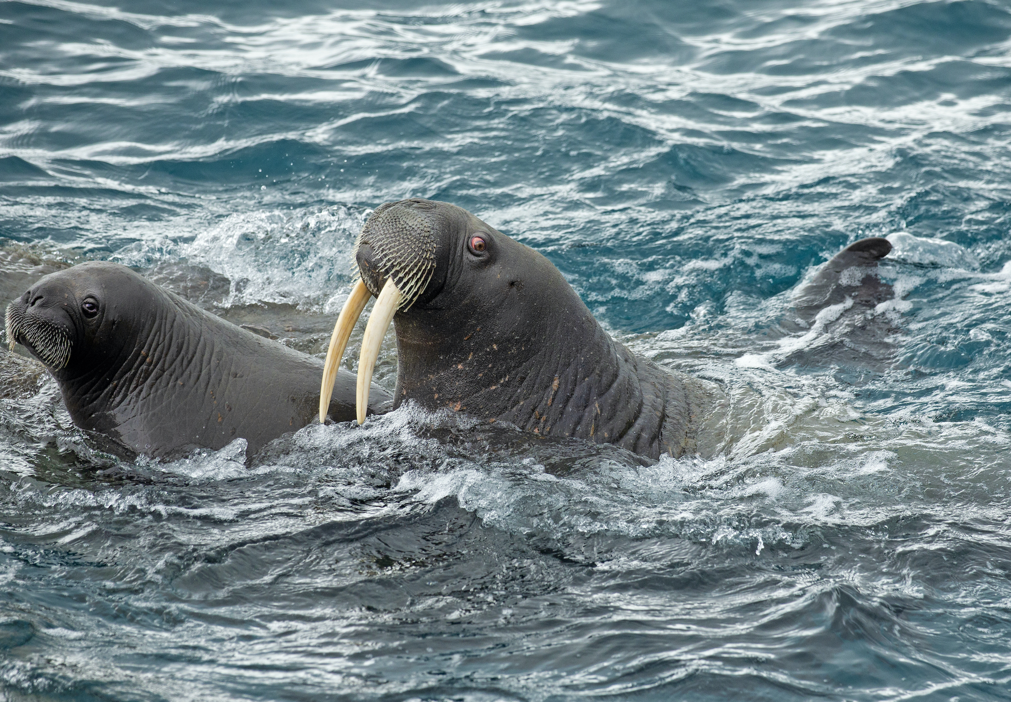 A young walrus and her mother surface from a dive on the Northwest Passage