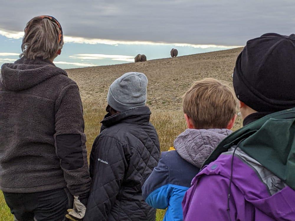 Quietly observing muskoxen near Arctic Watch