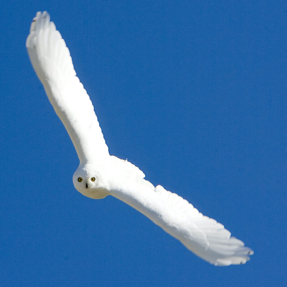 ALL ABOUT SNOWY OWLS