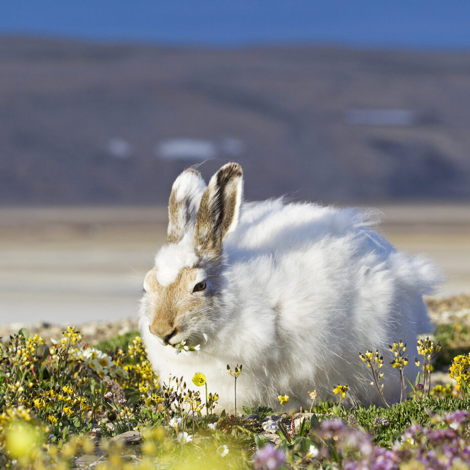 ARCTIC HARE COMPLETES EPIC 388KM JOURNEY