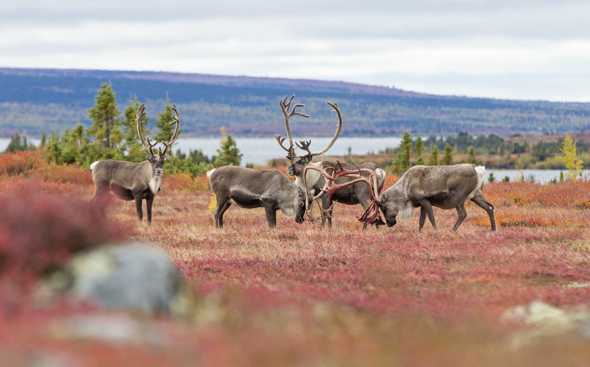 Migratory caribou near Arctic Haven