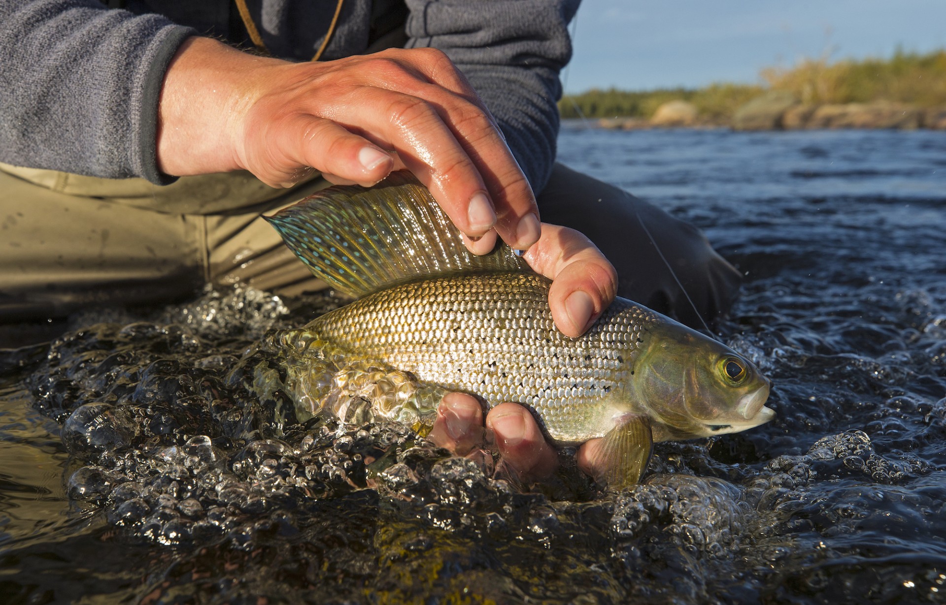 Releasing a young Arctic grayling