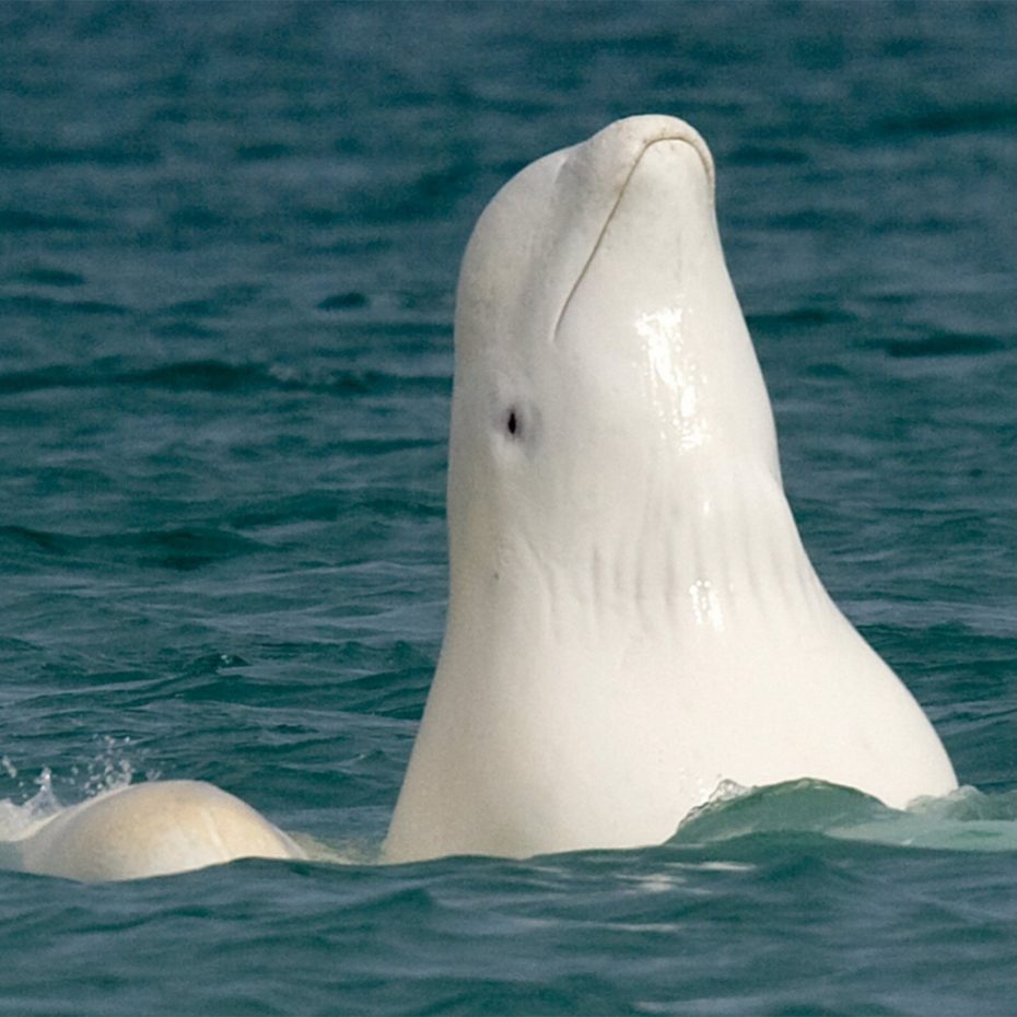 BELUGA FACTS