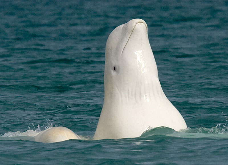 Arctic Watch: Beluga whale rises up to soak up the sun. (Credit: Nansen Weber)