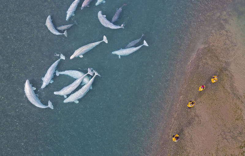 Belugas & Guests at Arctic Watch