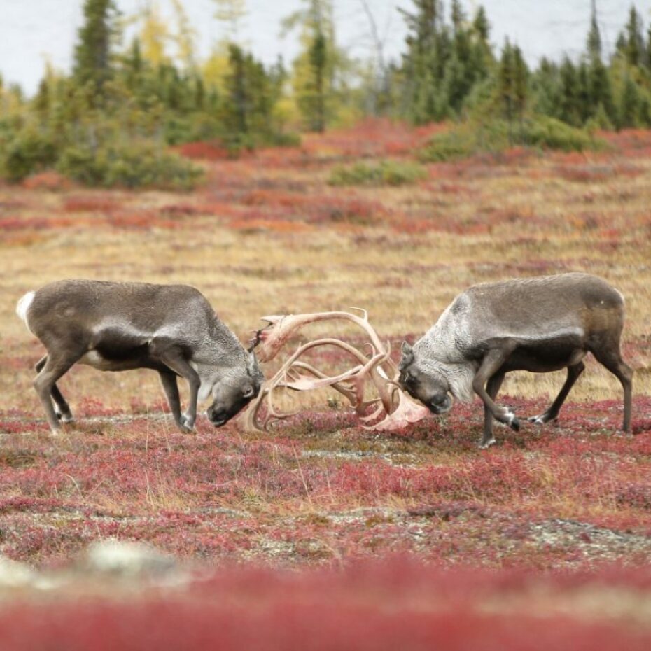 CANADIAN CARIBOU IN TROUBLE; BLAME THE WOLVES?