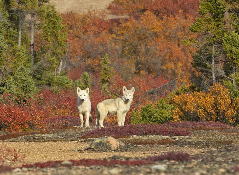 2 wolf pups standing outside their den near Arctic Haven (Photo credit: Nansen Weber)