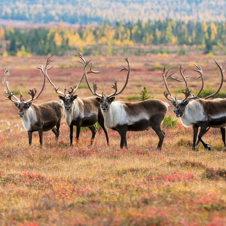 caribou antlers