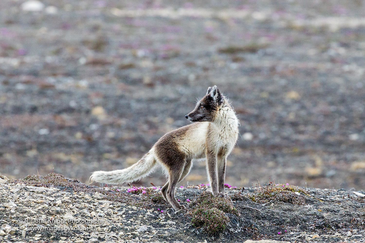 Arctic Fox at Arctic Watch