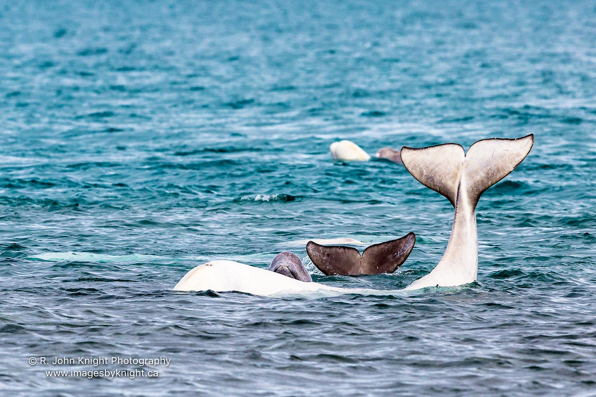 Belugas at Arctic Watch