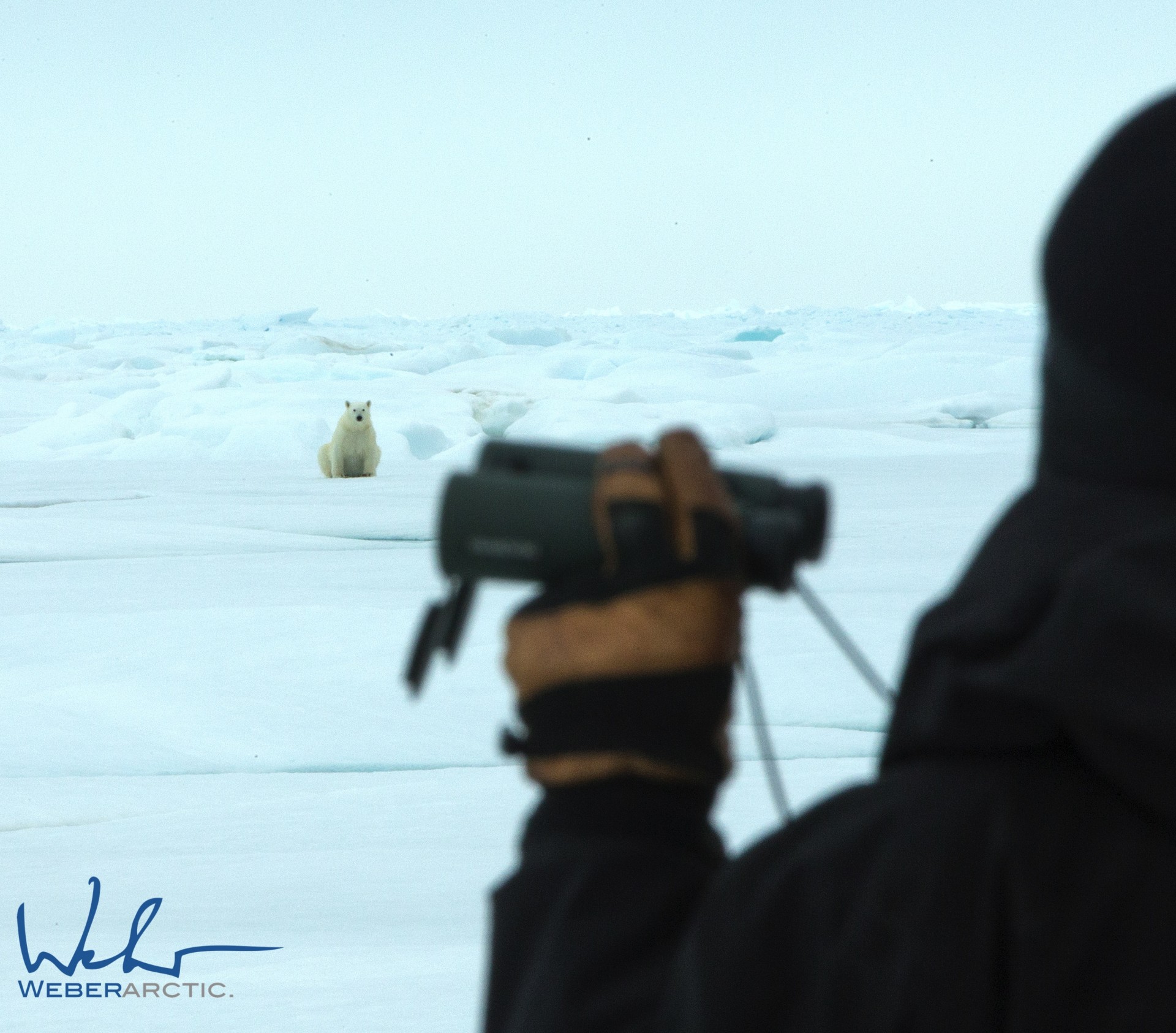 Observing a curious polar bear near Arctic Watch!