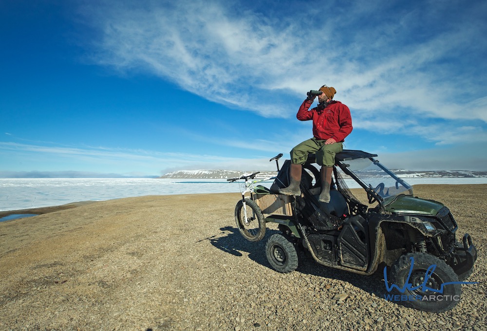 Scouting for polar bears