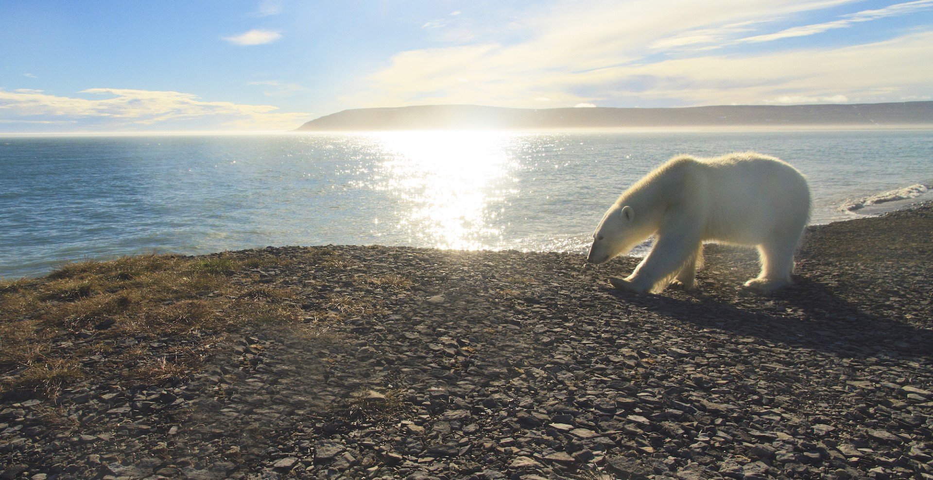 A polar bear wanders the beach near Arctic Watch in July.