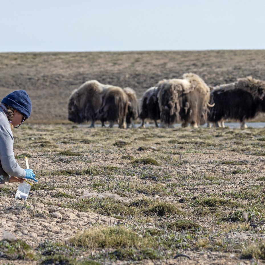 Muskox Research at Arctic Watch