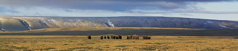 A herd of muskoxen on the tundra near Arctic Watch (Credit: Nansen Weber)