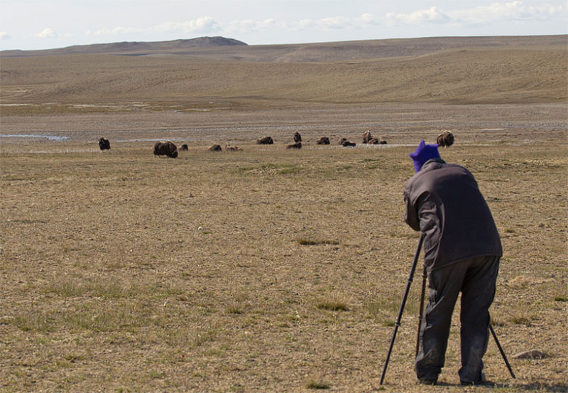 Photographing and observing a bull muskox near Arctic Watch (credit: Niki Trudeau)