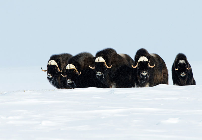 A small herd of muskoxen forming the "circle" with their young inside (Credit: Nansen Weber)