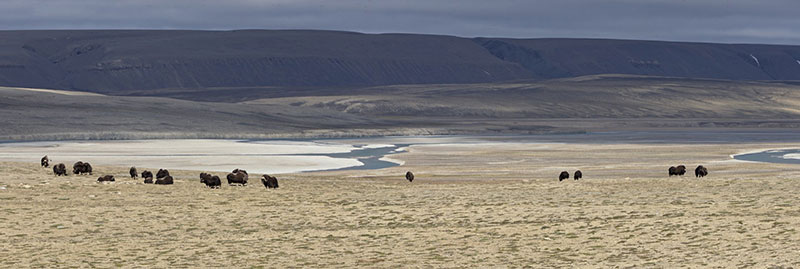 A herd of muskoxen on the tundra near Arctic Watch