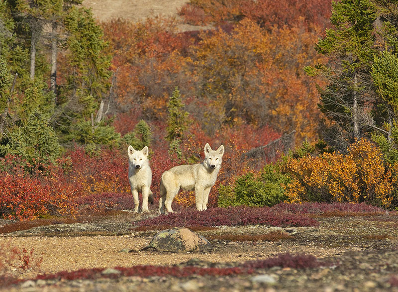 Two inquisitive Arctic wolf pups