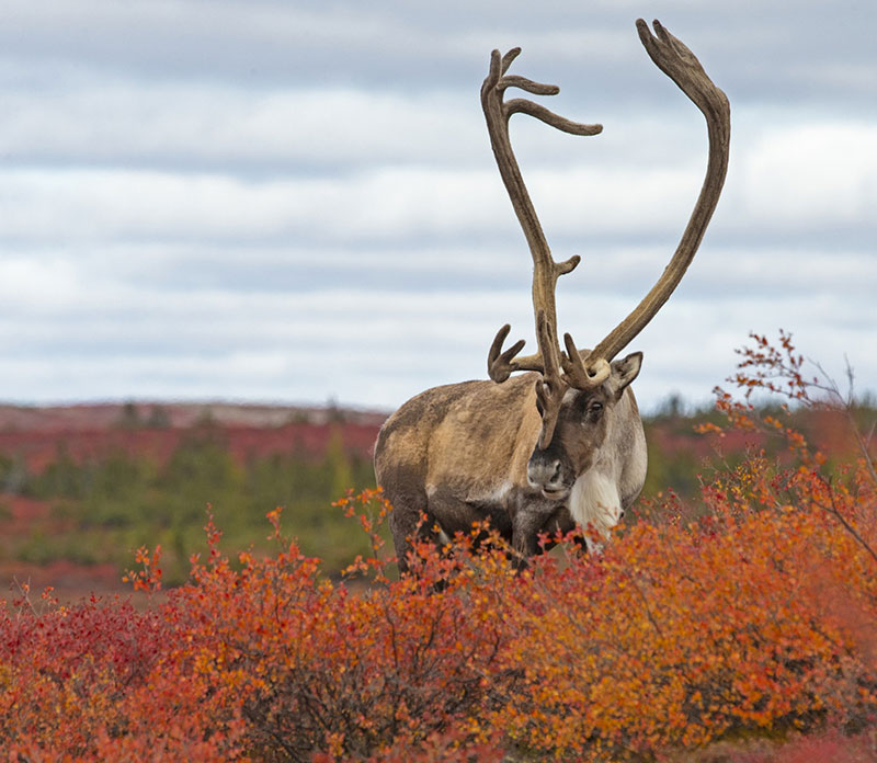 Caribou against the fall colours