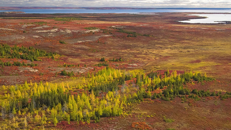 Autumn colours on the tundra