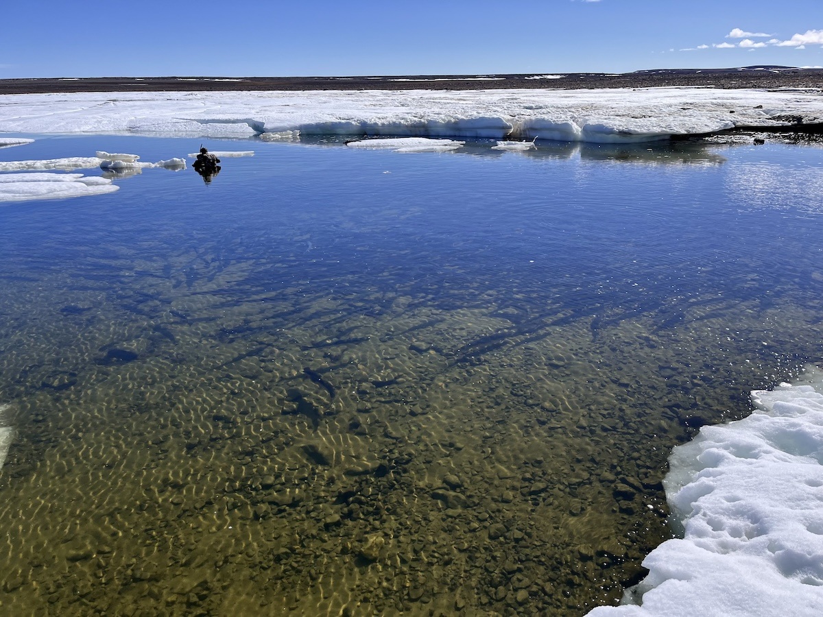 Weber Arctic | Netflix films Oceans Documentary from Arctic Watch