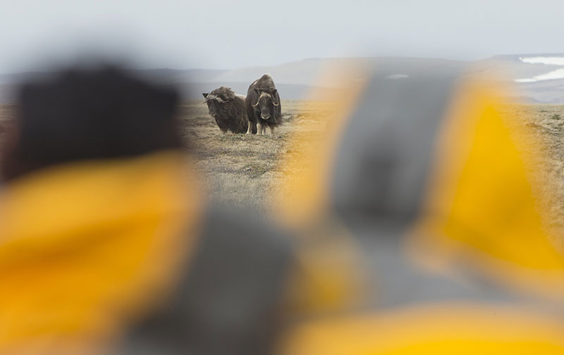 A group of guests face to face with a muskox