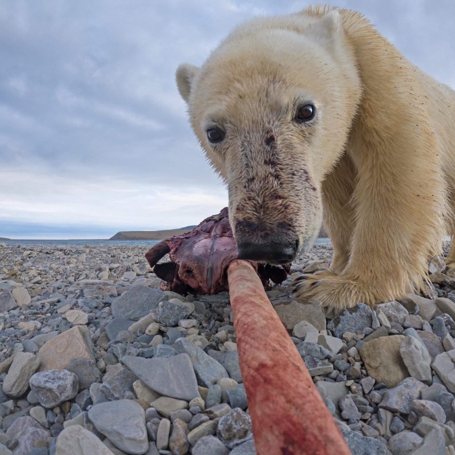 Helicopter Hiking: Polar Bear Eating Narwhal
