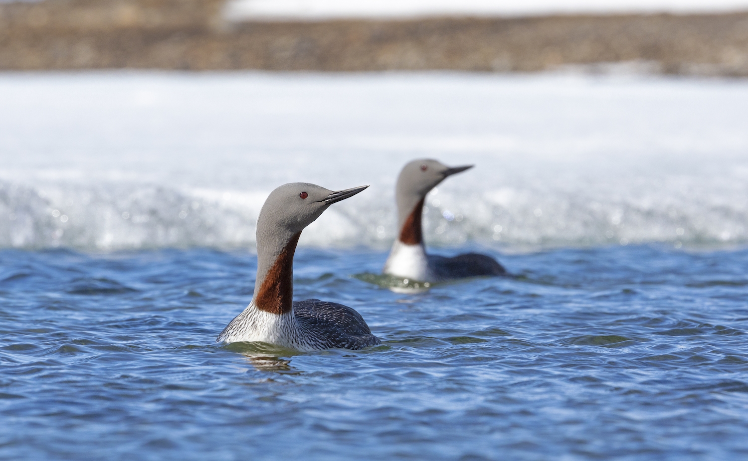 A pair of red throated loons on the Arctic Ocean