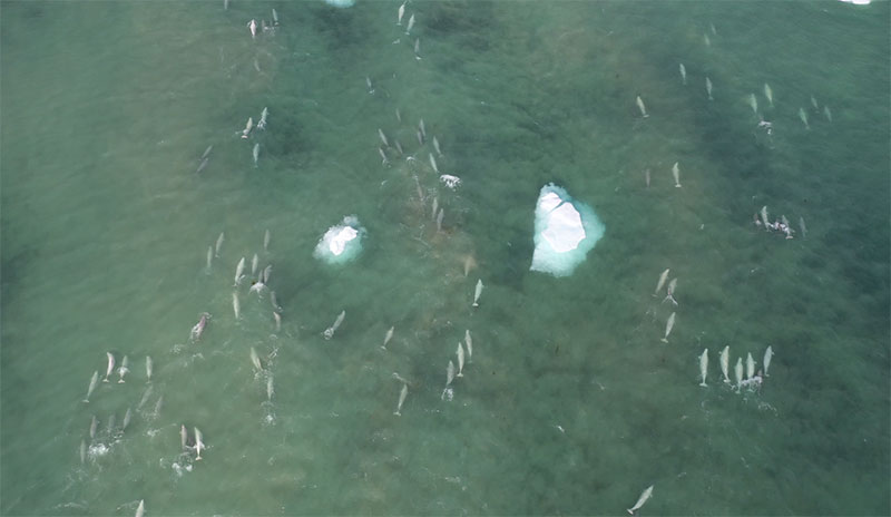 Beluga whales fleeing Cunningham Inlet. Nearly 700 fled from the Inlet as a result of the intrusion.