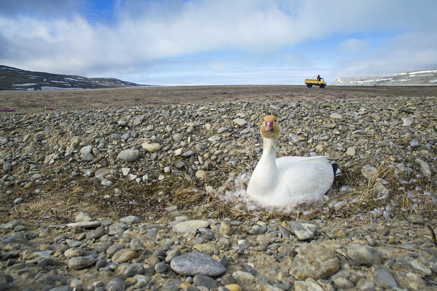 Snow goose nesting on the tundra near Arctic Watch