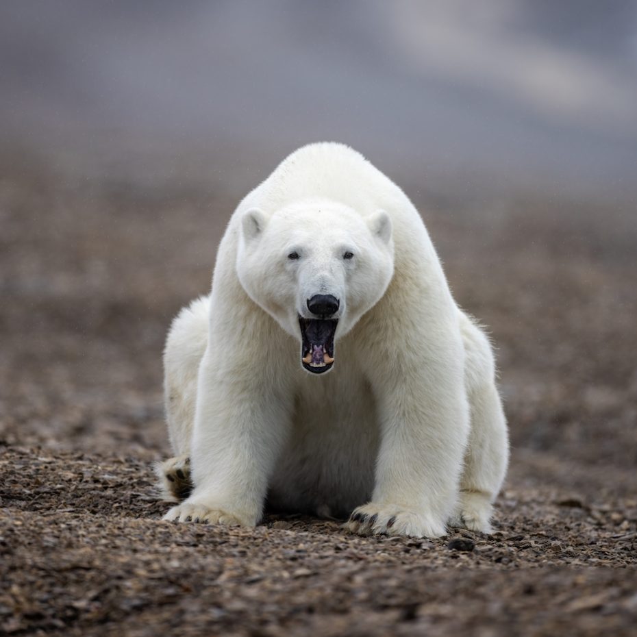 Stephane: Photographing Polar Bears & Muskoxen