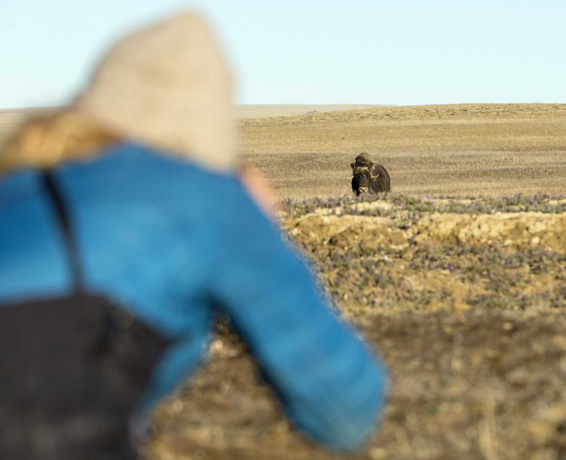 Photographing Muskoxen on the Tundra