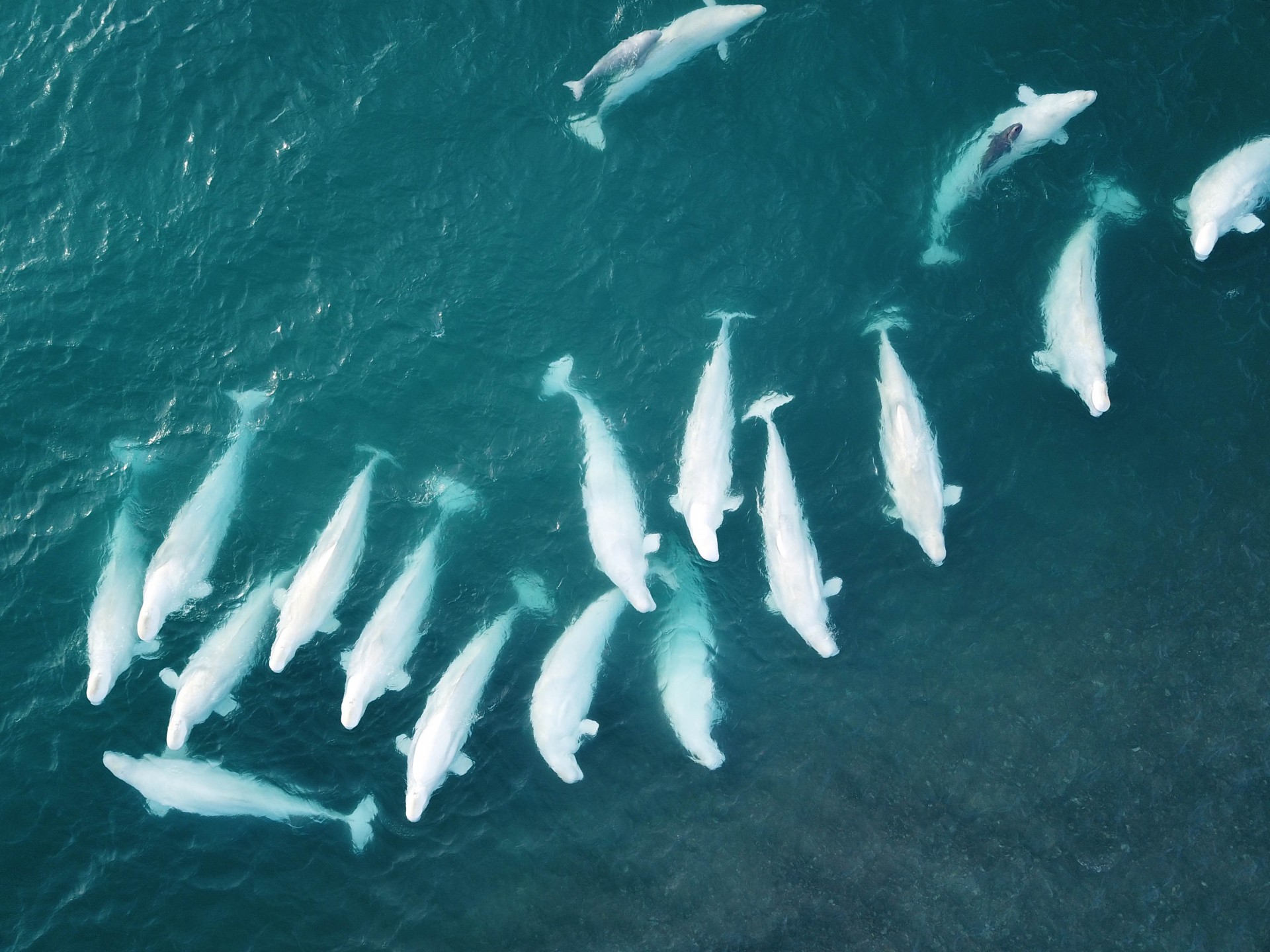 Beluga Whales at Arctic Watch