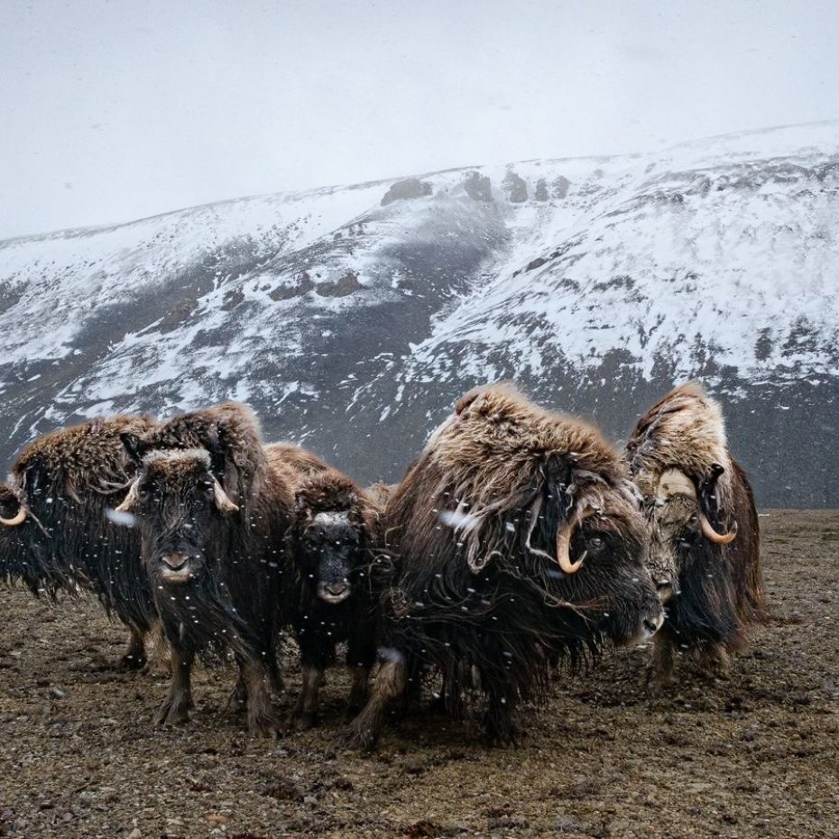 The Life Cycle of the Muskox: Ancient Survivors of the Arctic