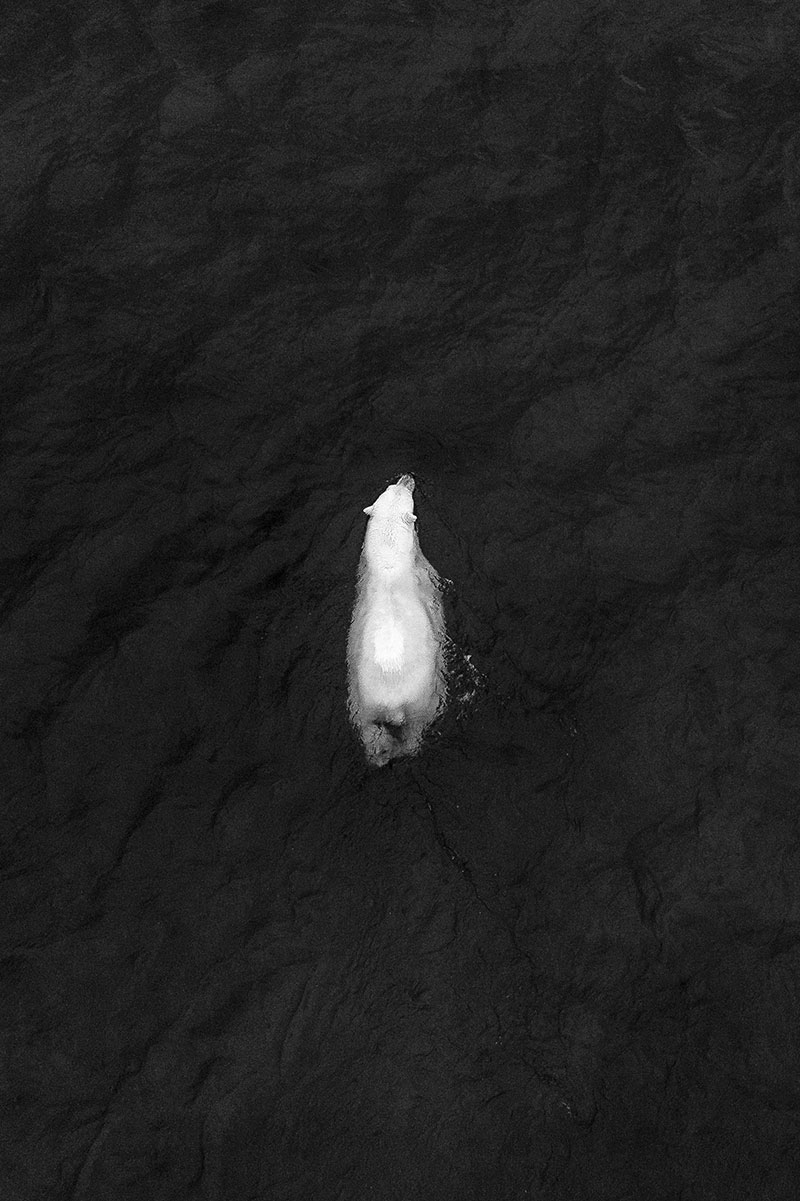 A polar bear swims in the Northwest Passage