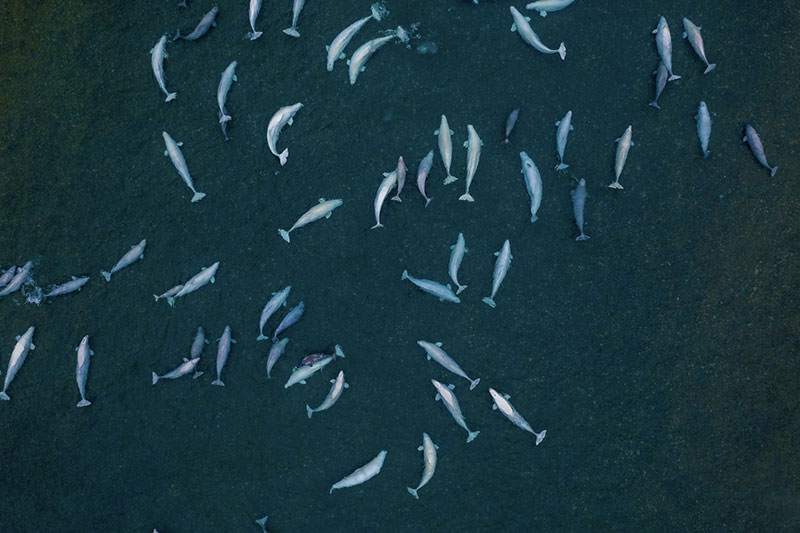 Belugas frolicking in the shallow river of the Cunningham River (credit: Dan Achber)