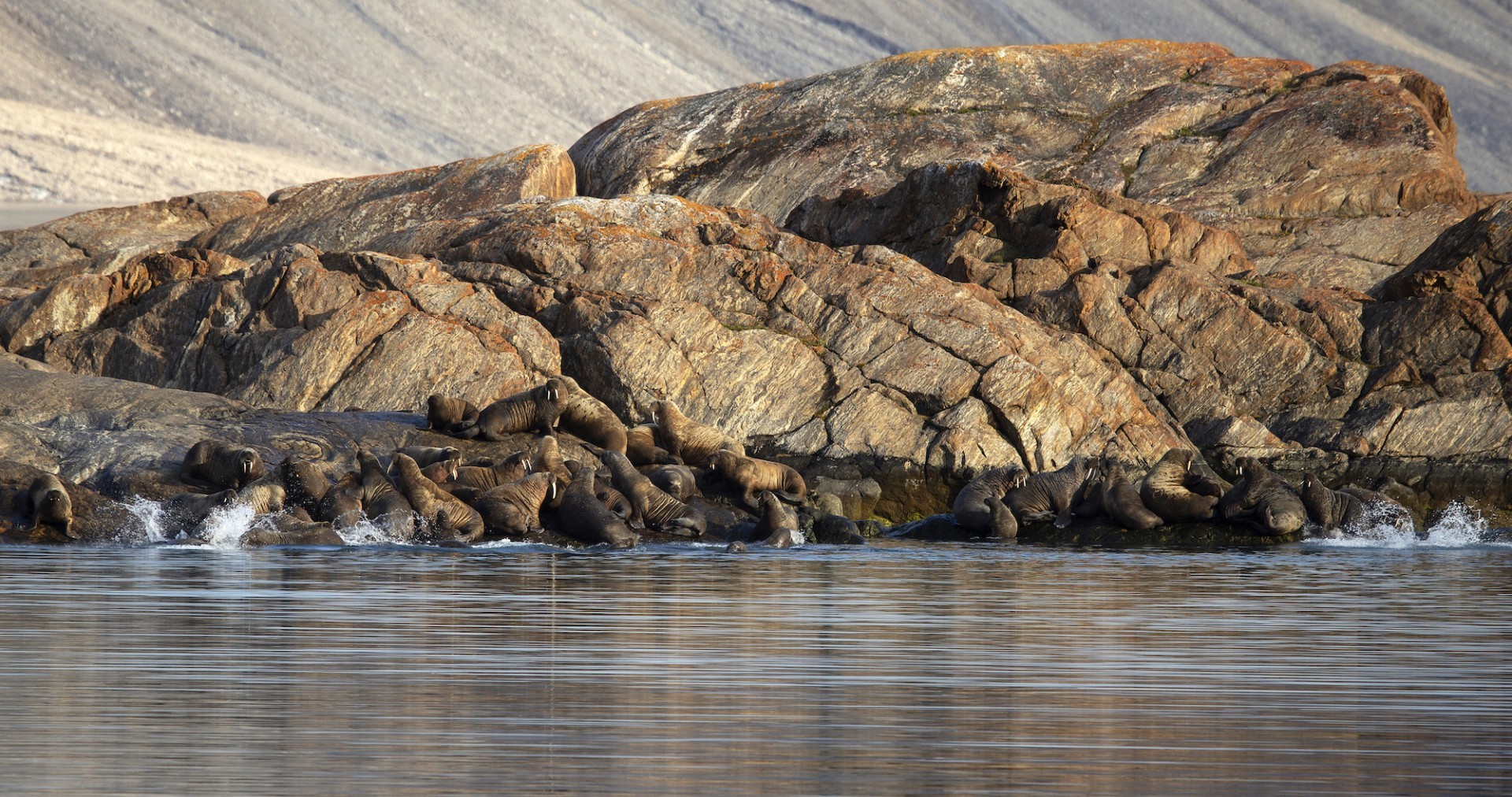 Walrus colony near Arctic Watch
