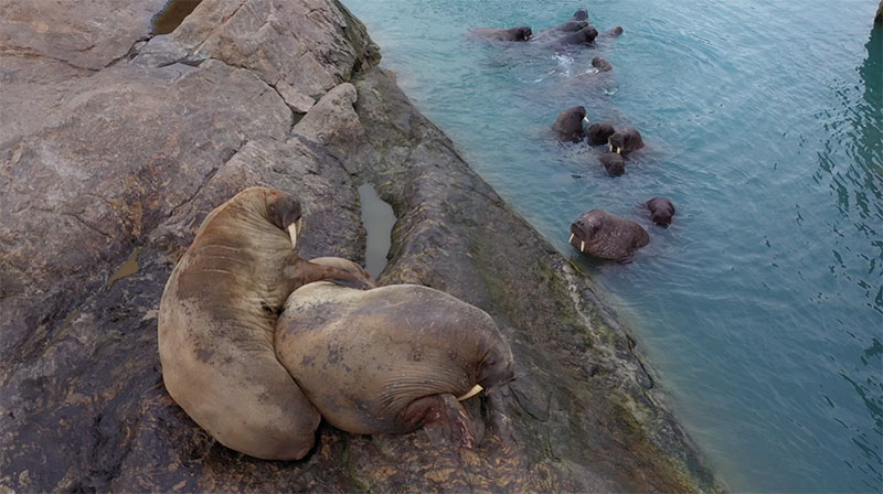 Walrus relaxing on the beach near Arctic Watch