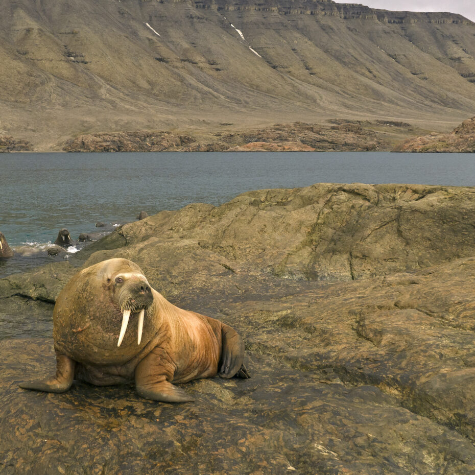 FACTS ON WALRUS OF THE CANADIAN ARCTIC