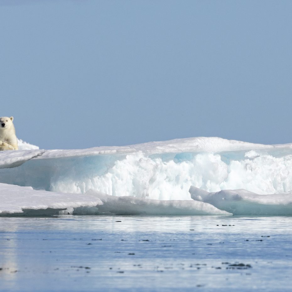 GUIDE: WHEN TO SEE POLAR BEARS IN THE WILD